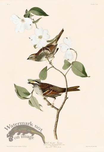 008 White throated Sparrow